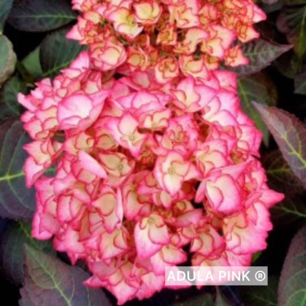 ADULA PINK. (СТАНДАРТ ПОСТАВКИ Р9) 2025г