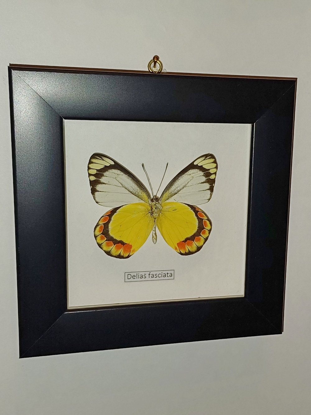 Бабочка Delias fasciata в рамке