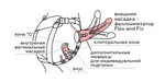 Фаллоимитатор неоскин с поясом Harness 836703ru