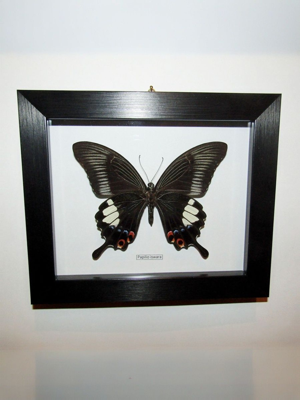 Бабочка Papilio iswara в рамке