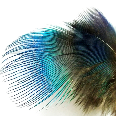 Голубые шейные перья павлина Peacock blue neck Natural (10 шт)