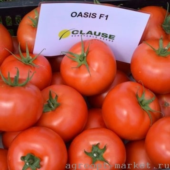 Оазис F1 семена томата индетерминантного (Clause / Клос)