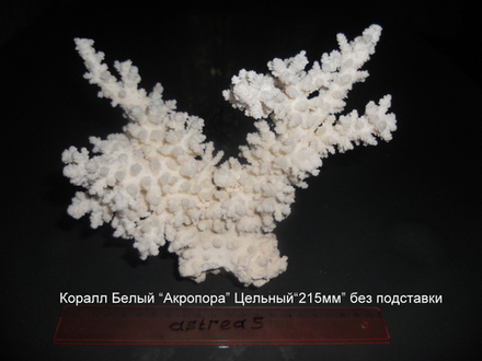 Коралл белый "Акропора"от 170мм-215мм"Цельный