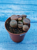 Lithops sp. (Литопсы)