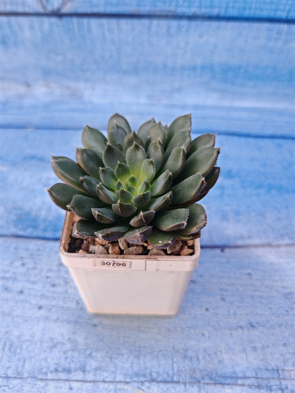 Echeveria Scorpio (Эхеверия)