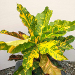 Кротон LADDAWAN