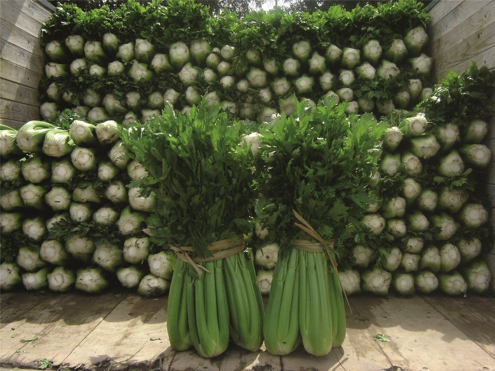 Танго семена сельдерея (Bejo / Бейо)