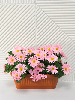 Хризантема розовая в балконном ящике