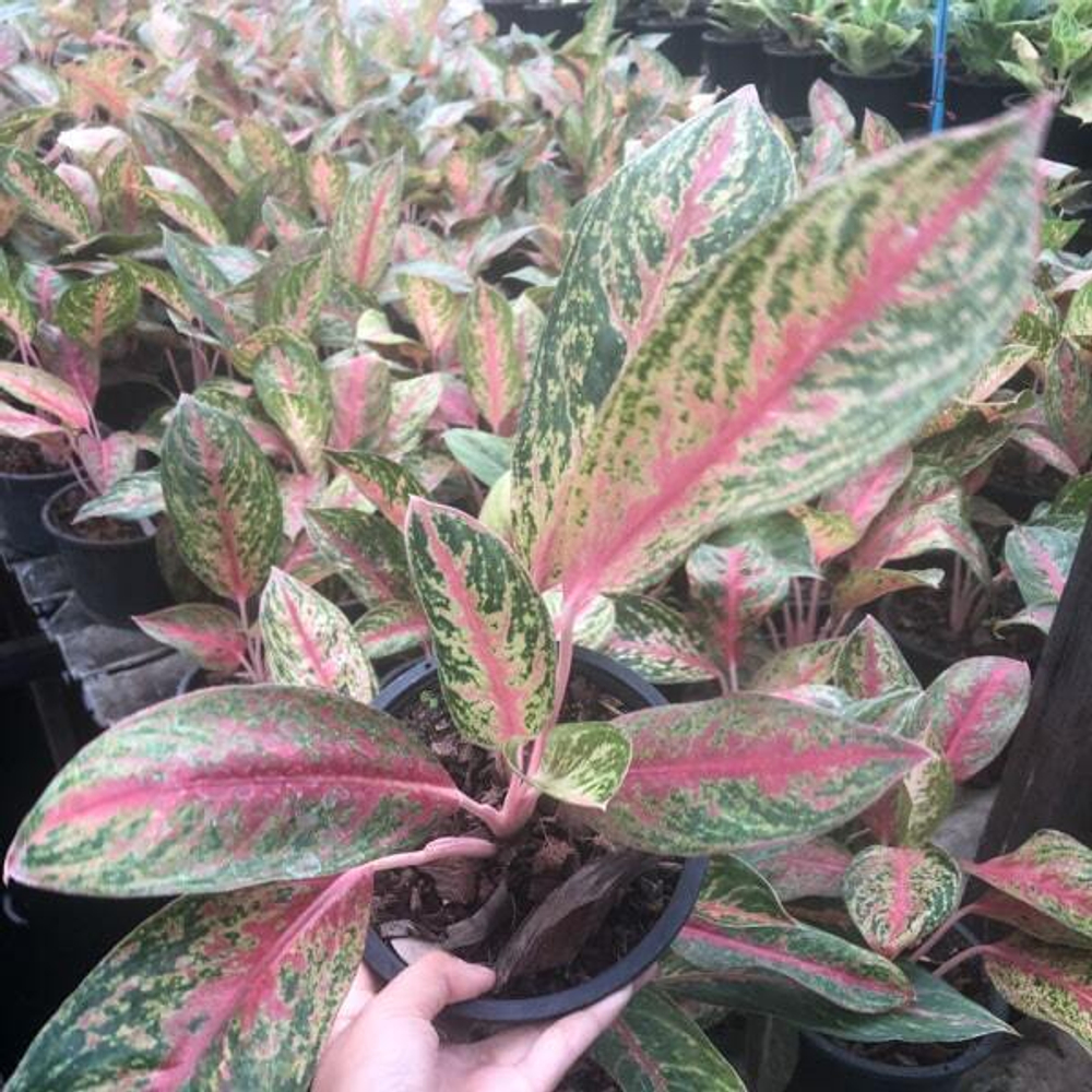 Аглаонема SOMBAT RUNG RUEANG