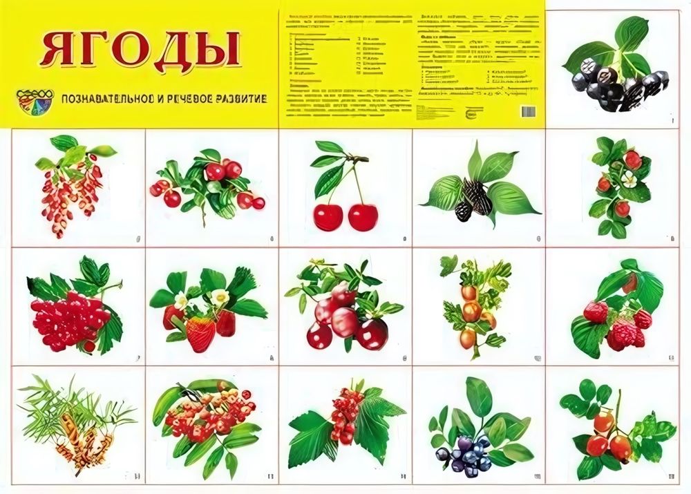 Плакат демонстрационный супер А2 &quot;Ягоды&quot; (Сфера)