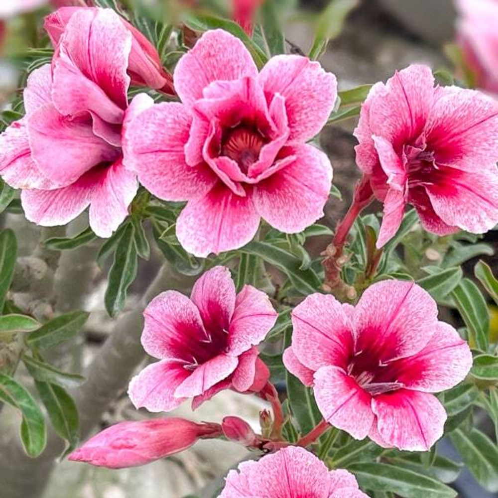 Адениум SWALLOW