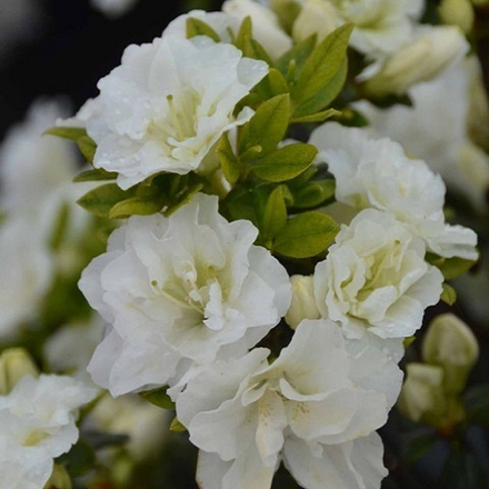 Азалия японская Шниперл