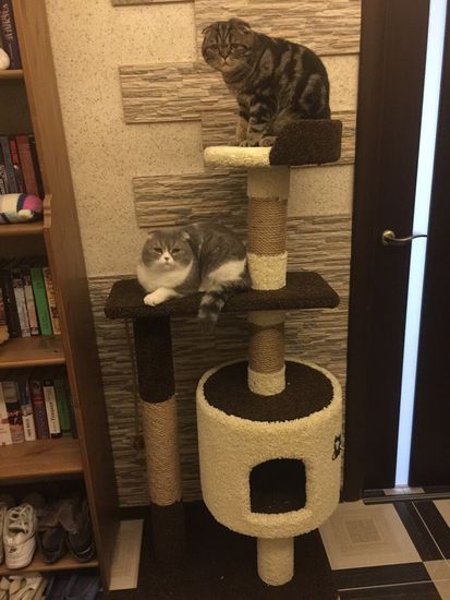 Дом для котят Д-2