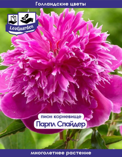 Пион Корневище, Парпл Спайдер, 1шт