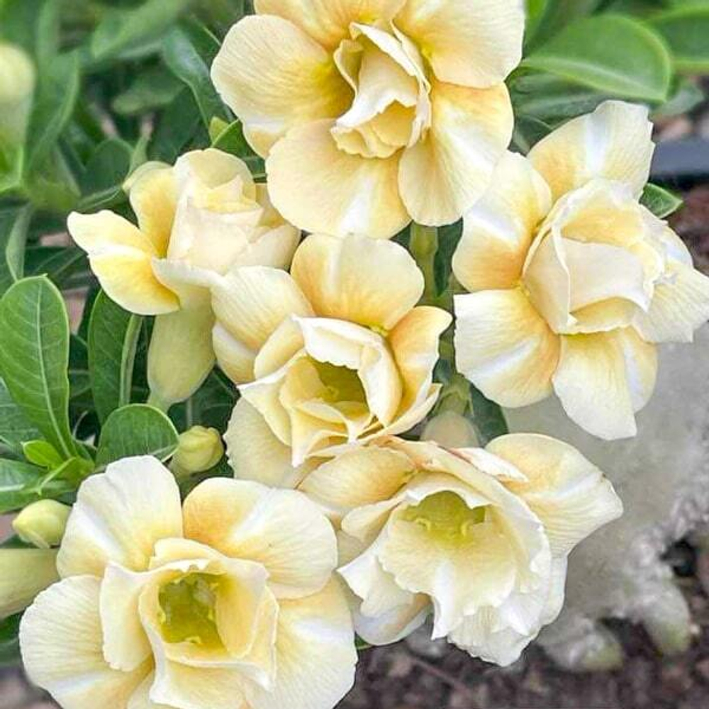 Адениум CARAMEL