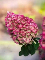 Гортензия метельчатая Колорфул Коктейль