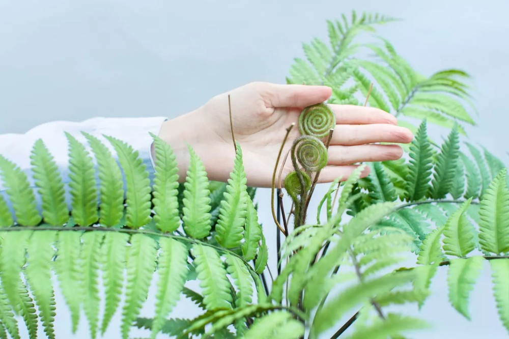 Кочедыжник женский средний