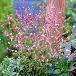 Кровохлёбка лекарственная Пинк Танна С2 Закупка М39 июнь 2026