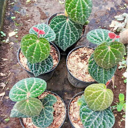 Перец 11 Знаменитость