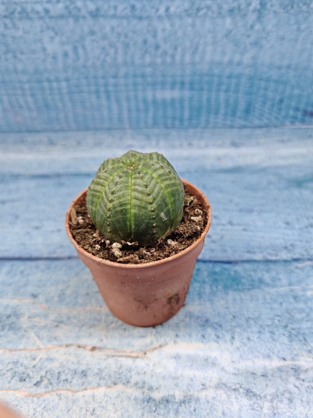 Euphoria Obesa (Эуфорбия)