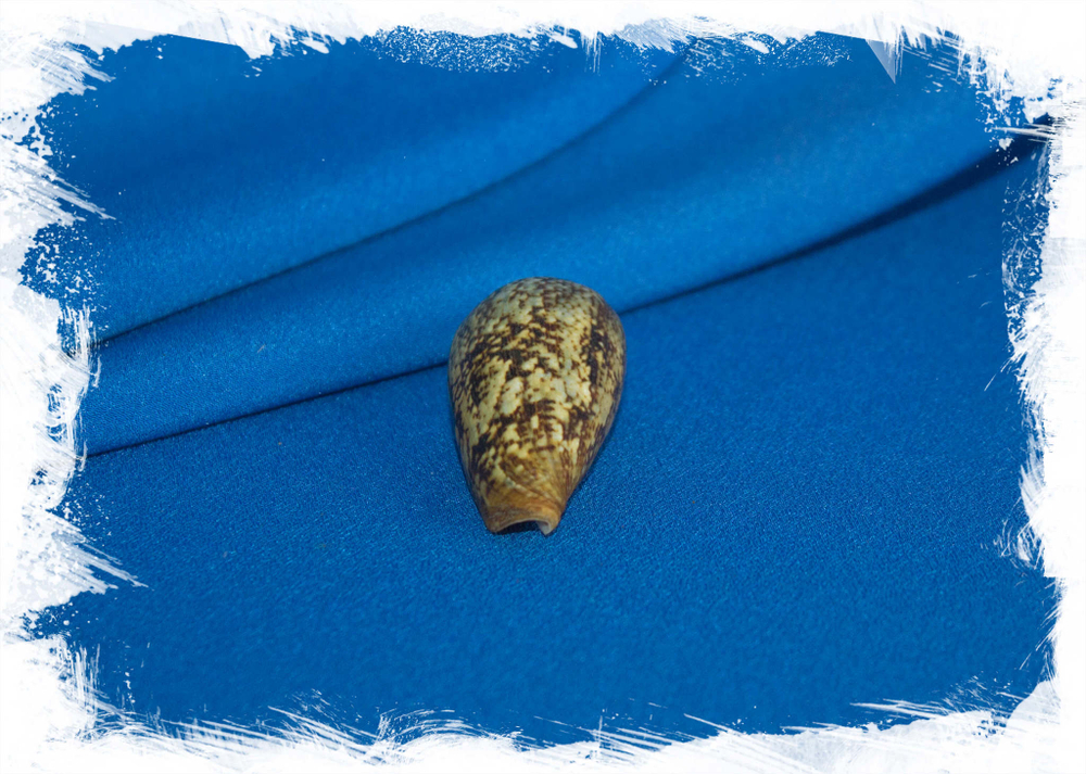 Ракушка Conus (Lautoconus) hybridus