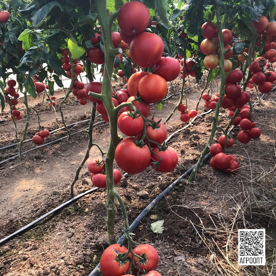 Цинто F1 семена томата индетерминантного (Rijk Zwaan / Райк Цваан) в поле – фото 2