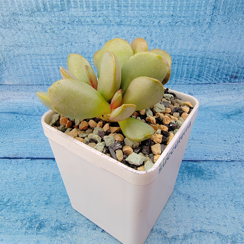 Adromischus Pink Blush (Адромискус)