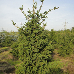 Ель колючая Лаки Страйк