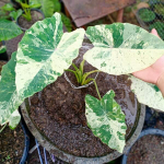 Колоказия PINK CHANTHABUN