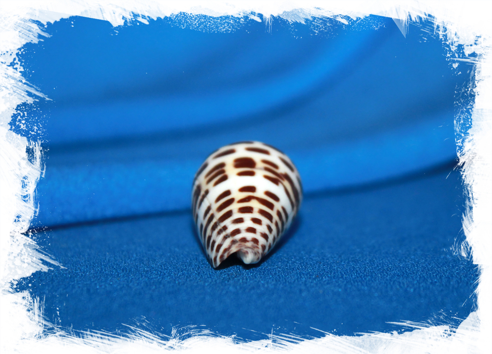 Конус эбурнеус (Conus eburneus)