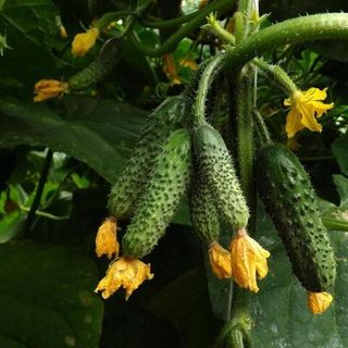 Огурец Шкипер F1 100 (семян)