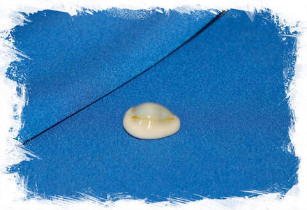 Ципрея аннулус (Cypraea annulus), 1,5-2,5см, 1шт