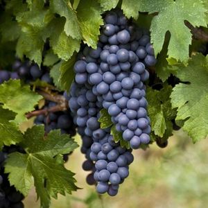 Менсия (Mencia) - чёрный сорт винограда