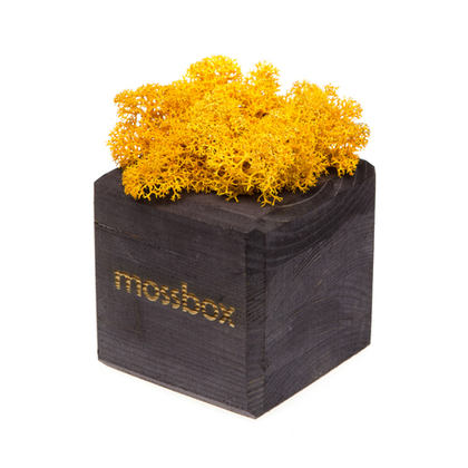 Мох исландский Black Cube Yellow Экокуб, 8 см