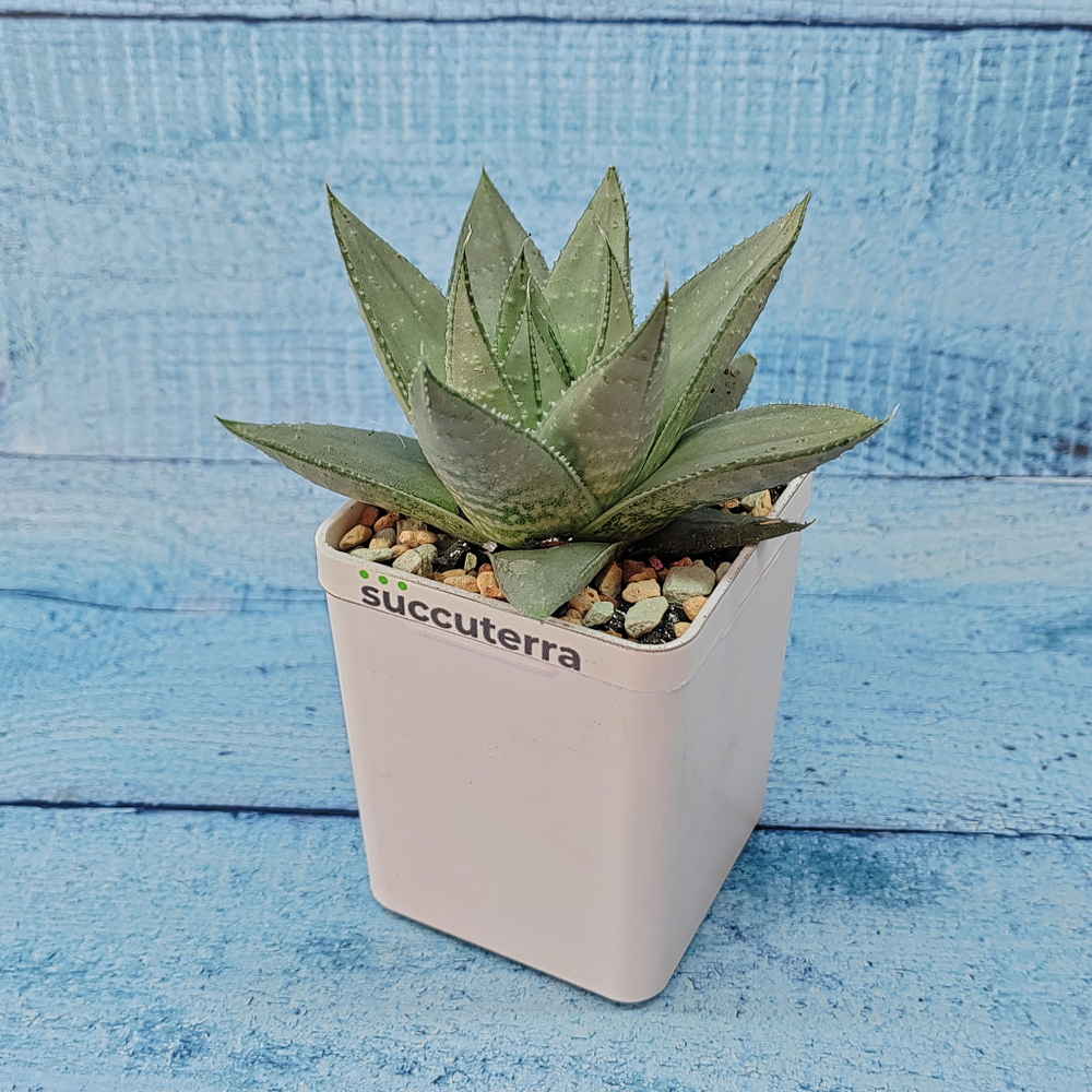 Haworthia Savanna (Хавортия)