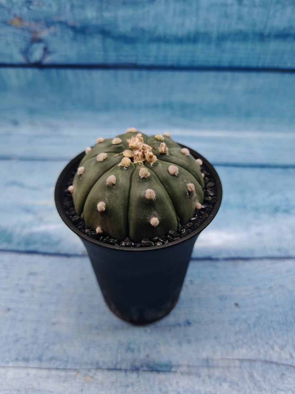 Astrophytum Asterias (Астрофитум)