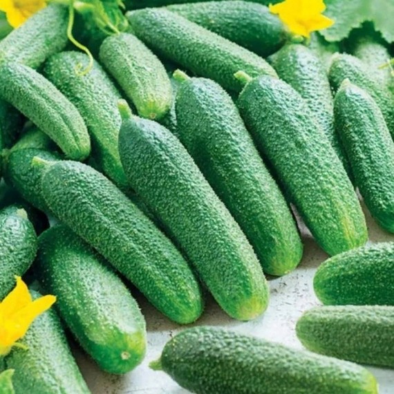 Клодин F1 семена огурца партенокарпического (Seminis / Семинис) культура – фото 6