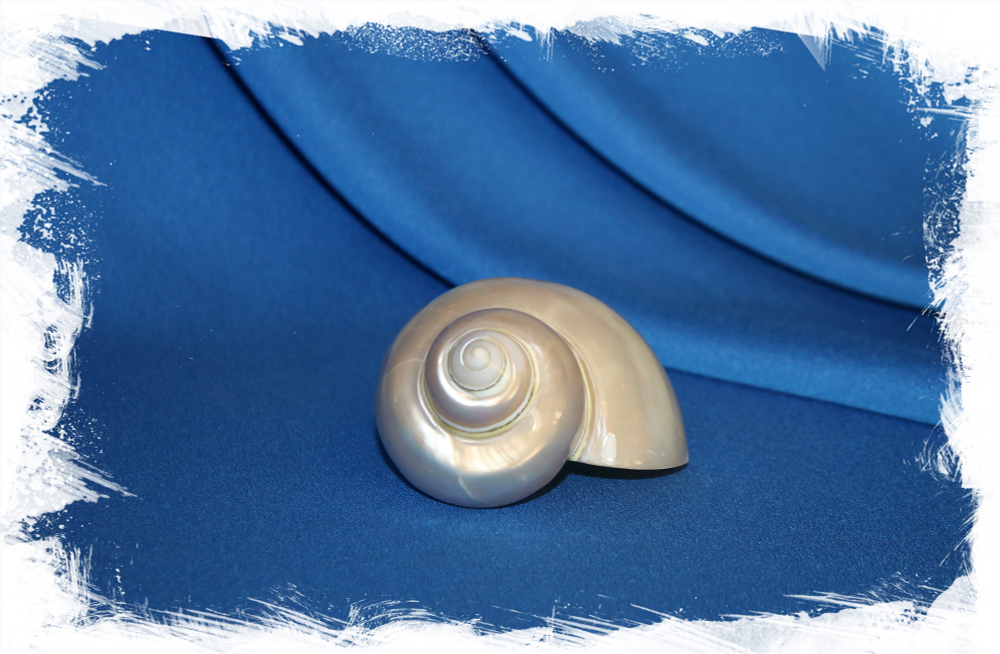 Декоративная ракушка турбо