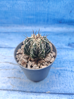 Astrophytum Myriostigma Fukuryu (Астрофитум)