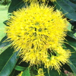 Ксантостемон желтый – Xanthostemon yellow