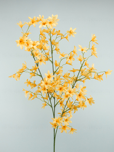 Ветка Даниэла