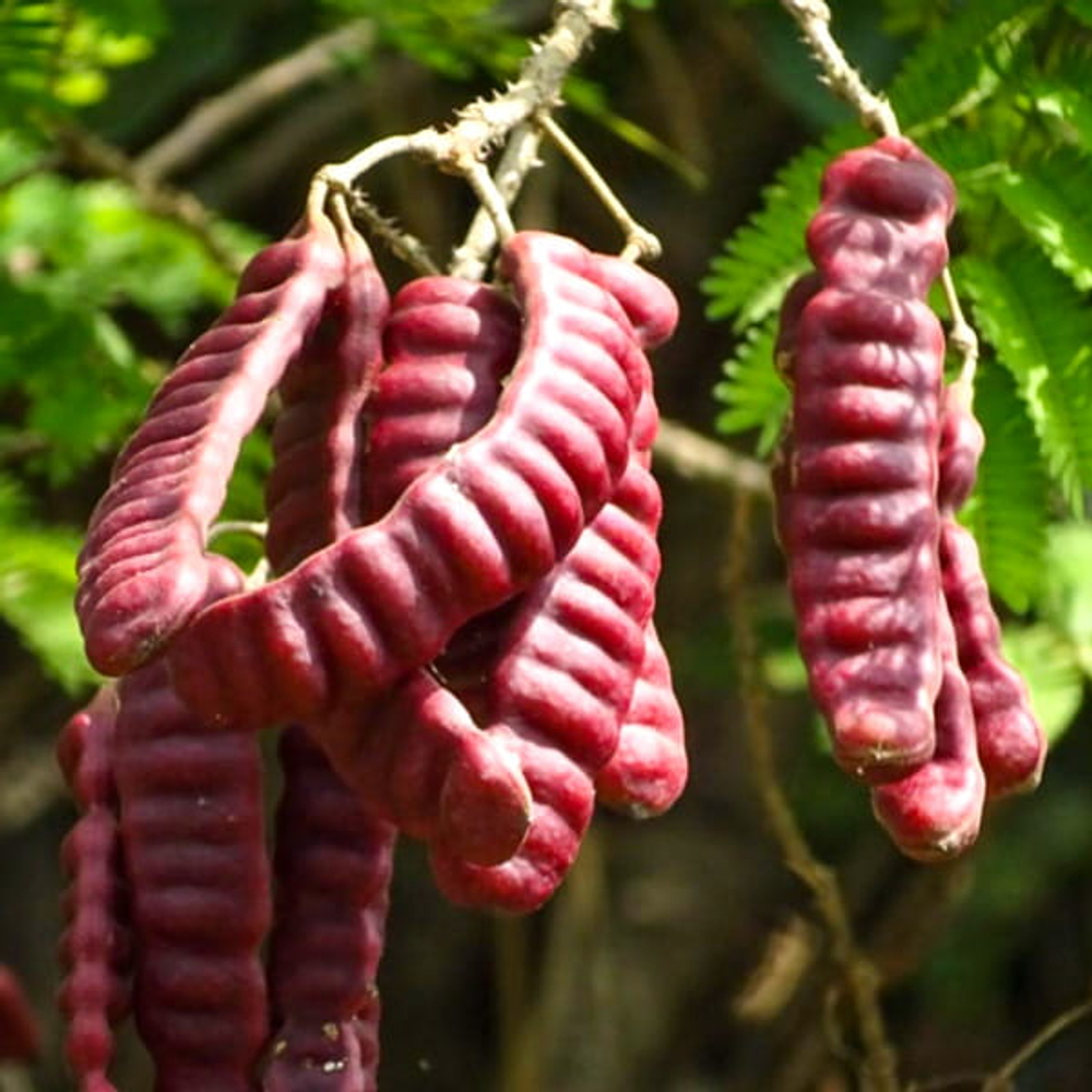 Акация кончинна – Acacia concinna