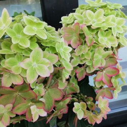 Гортензия метельчатая Металлика С7,5 Закупка М59 июнь 2026