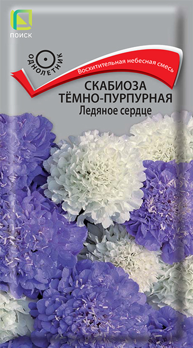Скабиоза тёмно-пурпурная Ледяное сердце