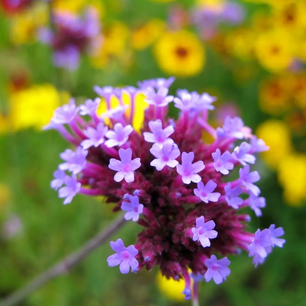 Вербена лекарственная