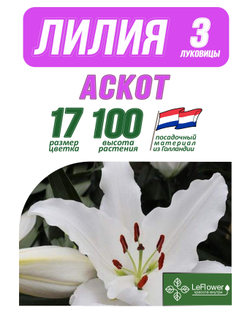 Лилия Луковица, Аскот 3 шт