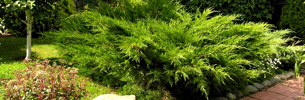 Можжевельник Минт Джулеп Р9 10-15 см*10-15 см Закупка М62 апрель-май 2026