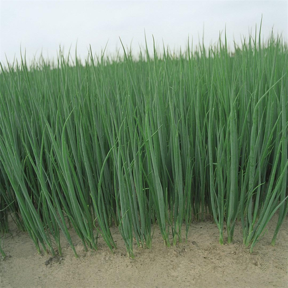 ПАРАДЕ_семена_лука_на_перо_Bejo_купить – фото 2