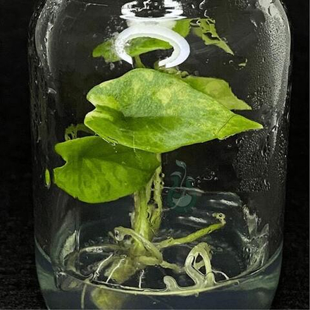 Алоказия Scalprum Aurea клон