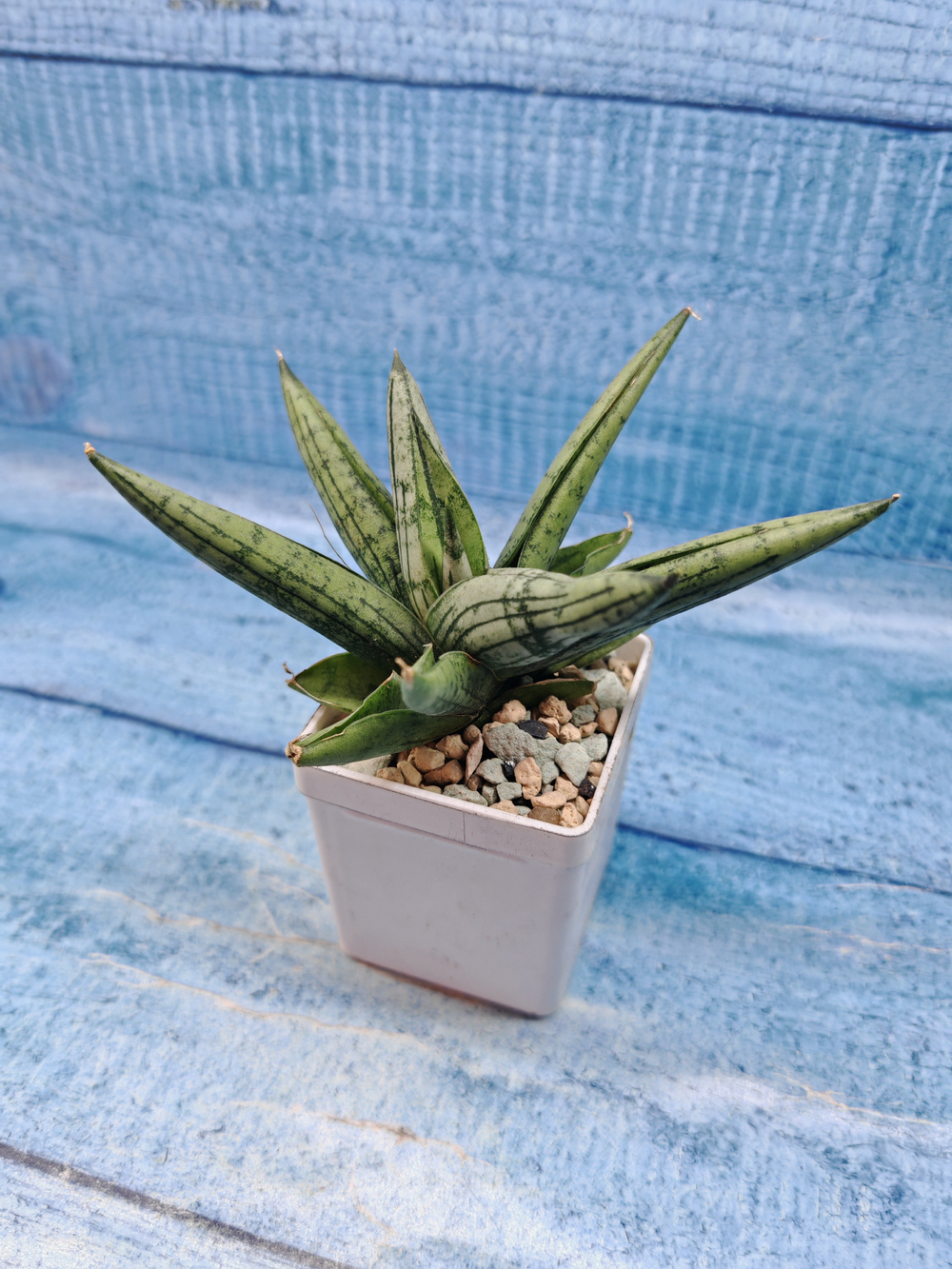 Sansevieria Brave Guy (Сансевиерия)